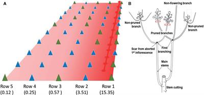 Effect of Pruning Young Branches on Fruit and Seed Set in Cassava